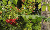 Combretum indicum