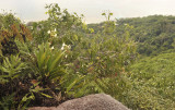 Angraecum_eburneum_habitat.2.jpg
