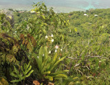 Angraecum_eburneum_habitat.3.jpg