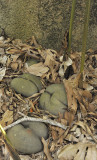 Coco_de_mer_germinating.jpg