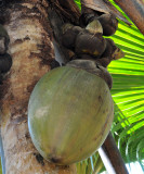 Lodoicea_maldivica_fruit.jpg