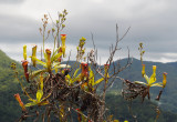 Nepenthes_pervillei_2.jpg