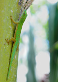 Phelsuma_astriata_semicarinata.2.jpg