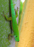 Phelsuma_astriata_semicarinata.4.jpg