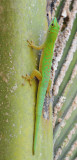 Phelsuma_astriata_semicarinata.jpg