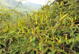 Nepenthes_pervillei._1.jpg