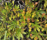 Nepenthes_pervillei.2.jpg