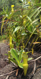 Nepenthes_pervillei.jpg