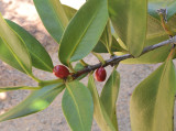 Paragenipa_lancifolia_fruits.jpg