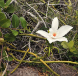 Vanilla_phalaenopsis._Closer.2.jpg