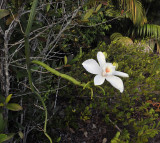 Vanilla_phalaenopsis._Closer.jpg