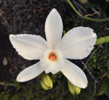 Vanilla_phalaenopsis._Closeup.2.jpg