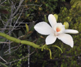 Vanilla_phalaenopsis._Closeup.3.jpg