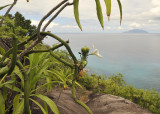 Vanilla_phalaenopsis._Habitat.2.jpg