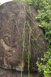 Vanilla_phalaenopsis._Habitat.4.jpg