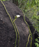 Vanilla_phalaenopsis._Habitat.5.jpg