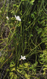 Vanilla_phalaenopsis.3.jpg