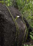 Vanilla_phalaenopsis.jpg