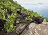 Anse_major_habitat.5.jpg