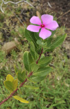 Catharanthus_roseus.jpg