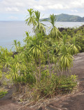 Dracaena_reflexa_var._angustifolia.jpg