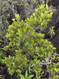 Erythroxylum_sechellarum.jpg