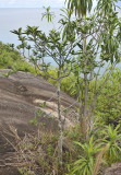 Euphorbia pyrifolia