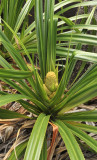 Pandanus multispicatus. Female inflorescence closer.