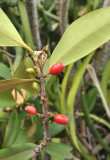 Paragenipa_lancifolia.jpg