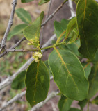 Pyrostria bibracteata