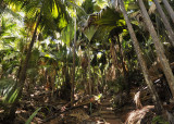 palm forest.