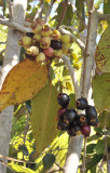 Syzygium_wrightii._Fruits.3.jpg