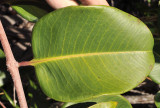 Syzygium_wrightii._Leaf.3.jpg