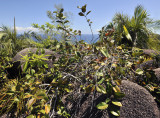 Syzygium_wrightii.4.jpg