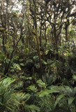Mossy forest.