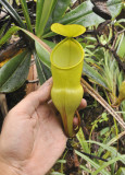 Nepenthes_pervillei_Upper_pitcher.2.jpg