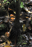 Roscheria_melanochaetes_trunk.jpg