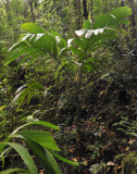 Roscheria_melanochaetes.3.jpg