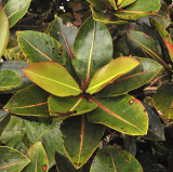 Glionettia_sericea._Leaves.jpg