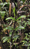 Hederorkis_seychellensis.2.jpg