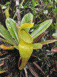 Nepenthes_pervillei._Upper_pitcher.3.jpg