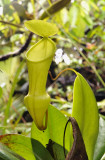 Nepenthes_pervillei._Upper_pitcher.jpg