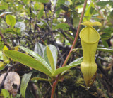 Nepenthes_pervillei.2.jpg