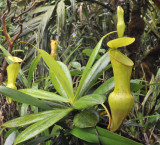 Nepenthes_pervillei.3.jpg