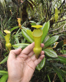 Nepenthes_pervillei.4.jpg
