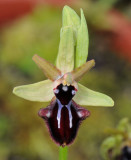 Ophrys sphegodes subsp. atrata. Close-up.