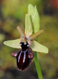 Ophrys sphegodes subsp. atrata. Close-up.