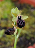 Ophrys sphegodes subsp. atrata