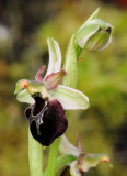 Ophrys  morisii