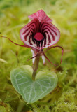 Corybas_roseus_closer.jpg
